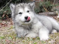 Tala , a female Alaskan Malamute for sale in Keysville, VA – Photo 7 of 10