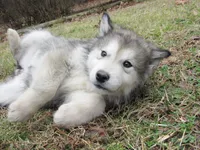 Tala , a female Alaskan Malamute for sale in Keysville, VA – Photo 1 of 10