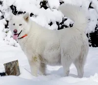 Tala , a female Alaskan Malamute for sale in Keysville, VA – Photo 10 of 10