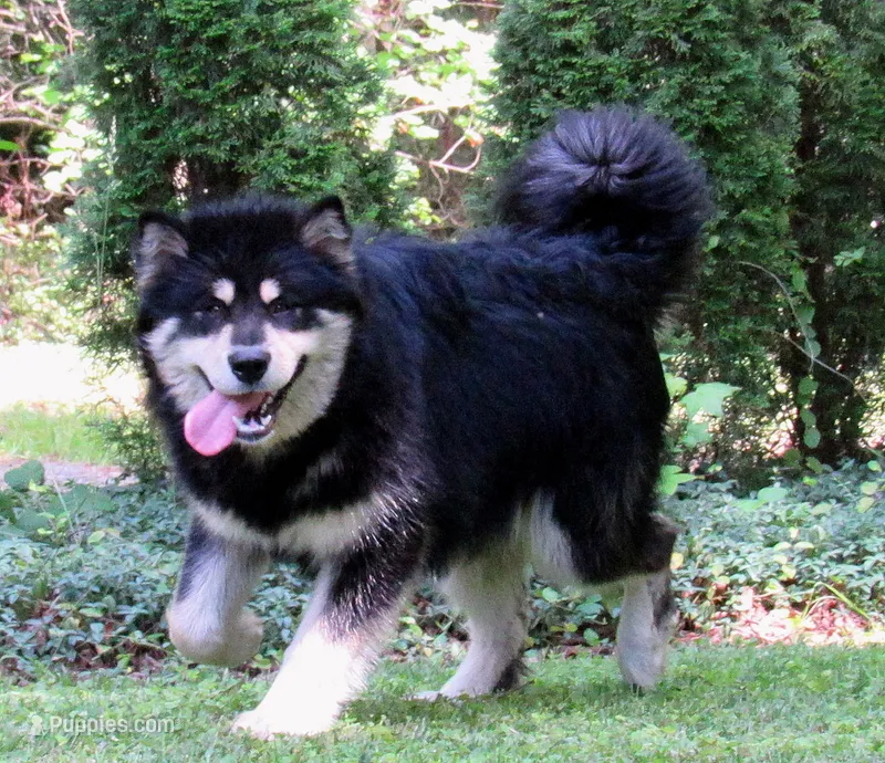 Milo – Alaskan Malamute puppy for sale in Keysville, VA