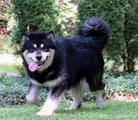 Milo, a male Alaskan Malamute for sale in Keysville, VA – 1 of 5