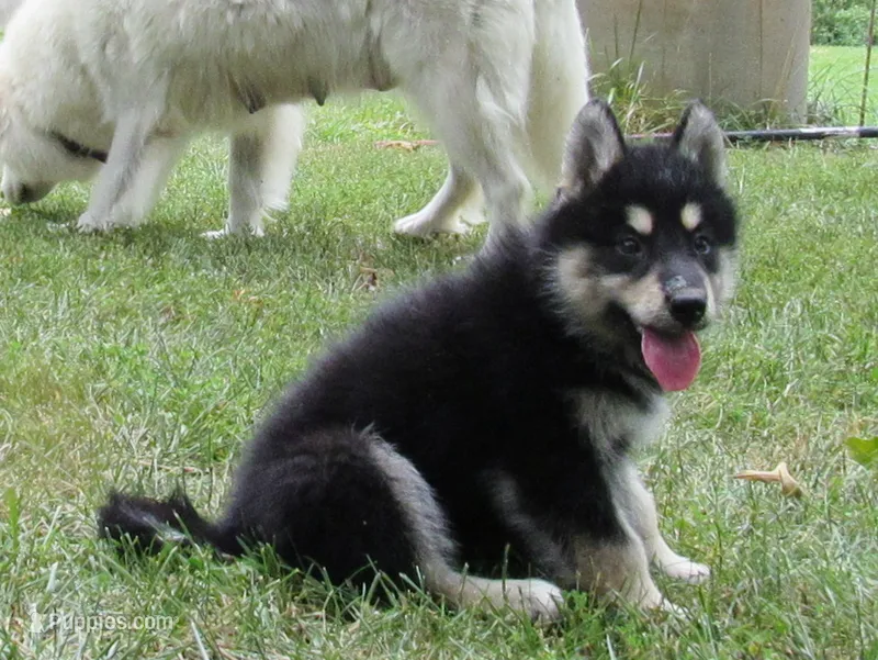 Millie  – Alaskan Malamute puppy for sale in Keysville, VA