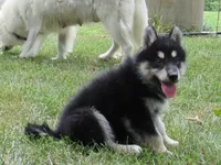 Millie , a female Alaskan Malamute for sale in Keysville, VA – 1 of 7
