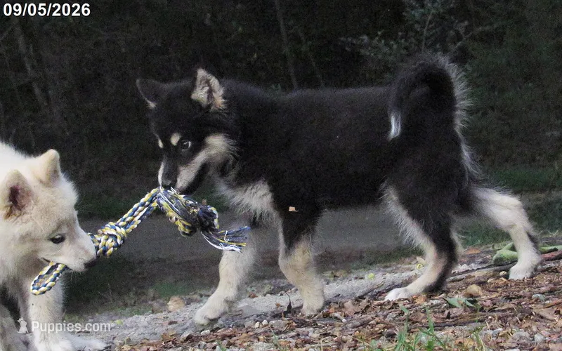 Zues  – Alaskan Malamute puppy for sale in Keysville, VA