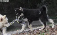 Zues , a male Alaskan Malamute for sale in Keysville, VA – 1 of 6