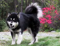 VA Malamute puppy, a male Alaskan Malamute for sale in Keysville, VA – 4 of 4