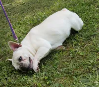 Pied Frenchie , a female French Bulldog for sale in Keysville, VA – 5 of 10