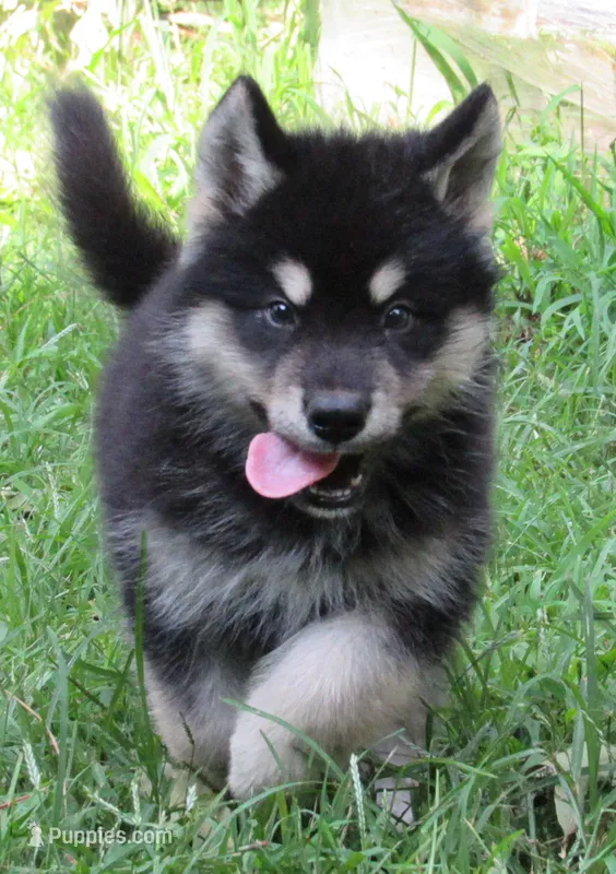 Koda – Alaskan Malamute puppy for sale in Keysville, VA
