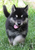 Koda, a male Alaskan Malamute for sale in Keysville, VA – 1 of 6