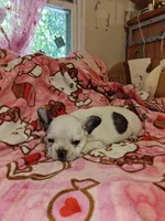 Pied Frenchie , a female French Bulldog for sale in Keysville, VA – 7 of 10