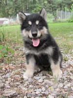 Millie , a female Alaskan Malamute for sale in Keysville, VA – 6 of 7