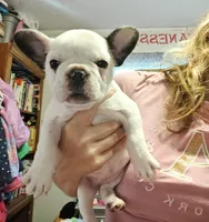 Pied Frenchie , a female French Bulldog for sale in Keysville, VA – 10 of 10
