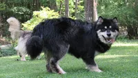 Milo, a male Alaskan Malamute for sale in Keysville, VA – 4 of 5