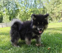 Mr Fluff    , a male Alaskan Malamute for sale in Keysville, VA – 2 of 8