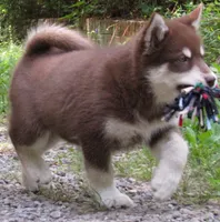 Va Pup , a female Alaskan Malamute for sale in Keysville, VA – 10 of 10