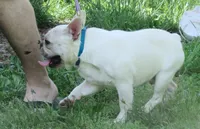 Pied Frenchie , a female French Bulldog for sale in Keysville, VA – 3 of 10