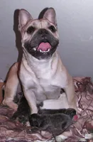 Pied Frenchie , a female French Bulldog for sale in Keysville, VA – 2 of 10