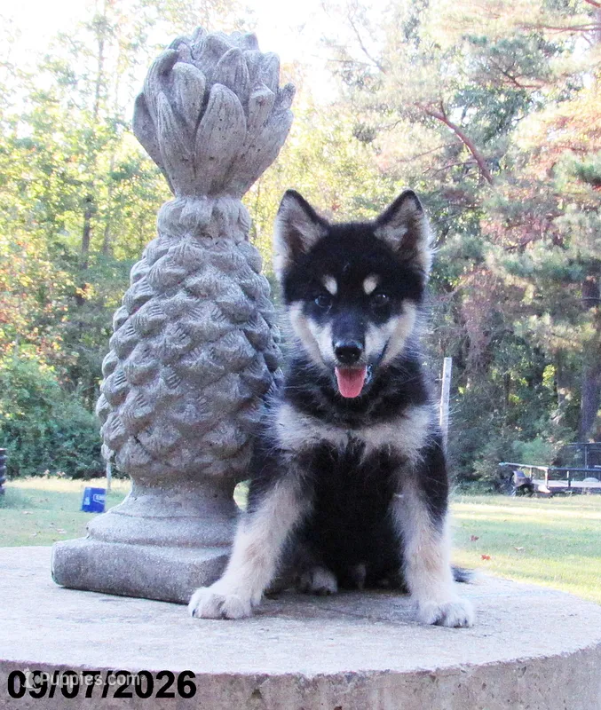 Zues  – Alaskan Malamute puppy for sale in Keysville, VA