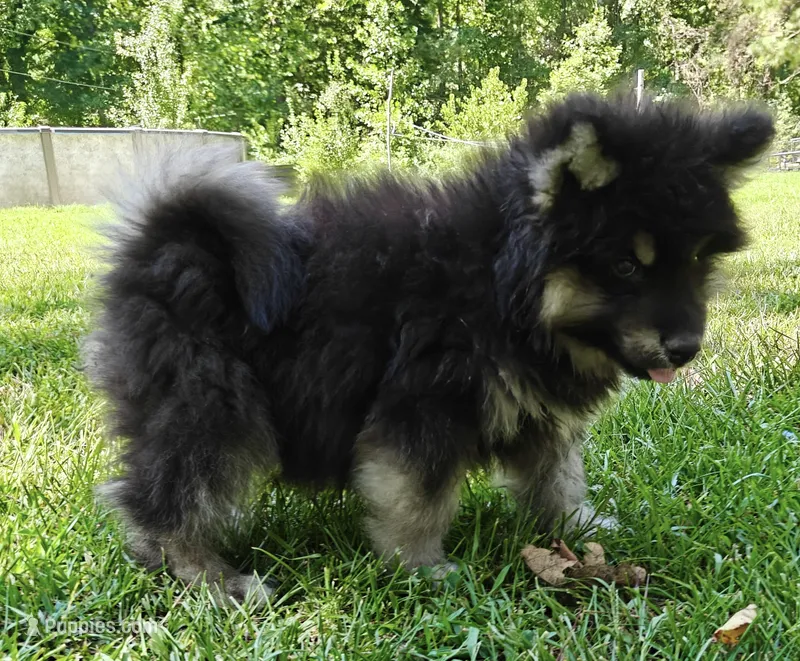 Mr Fluff     – Alaskan Malamute puppy for sale in Keysville, VA