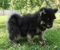 Mr Fluff    , a male Alaskan Malamute for sale in Keysville, VA – 1 of 8