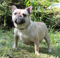 Pied frenchie, a female French Bulldog for sale in Keysville, VA – 7 of 10