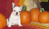 Izzy, a female French Bulldog for sale in Keysville, VA – 8 of 10