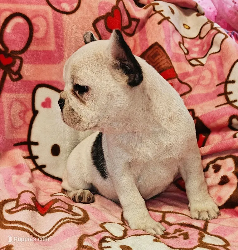 Pied Frenchie  – French Bulldog puppy for sale in Keysville, VA