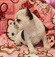 Pied Frenchie , a female French Bulldog for sale in Keysville, VA – 1 of 10