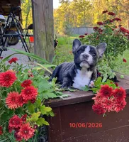 Maggie, a female French Bulldog for sale in Keysville, VA – 7 of 7