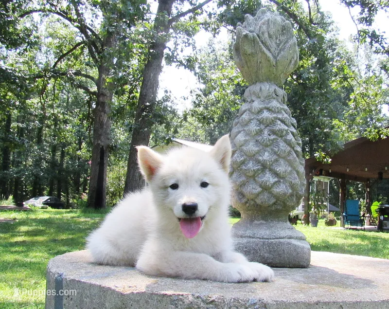 VA Malamute puppy – Alaskan Malamute puppy for sale in Keysville, VA
