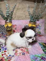 Ivory, a female Shih Tzu for sale in Phoenix, AZ – 4 of 4