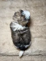 Gizmo, a male Shih Tzu for sale in Phoenix, AZ – 3 of 6