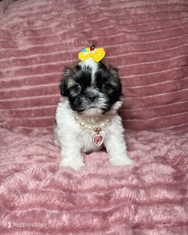 Dove – Shih Tzu puppy for sale in Phoenix, AZ