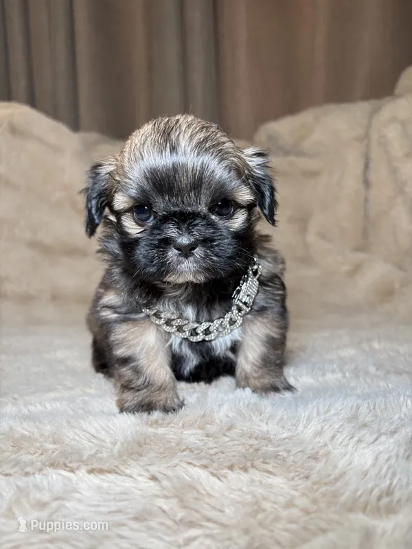 Ares – Shih Tzu puppy for sale in Phoenix, AZ