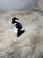 Max , a male Shih Tzu for sale in Phoenix, AZ – Photo 5 of 5