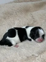 Max , a male Shih Tzu for sale in Phoenix, AZ – Photo 4 of 5