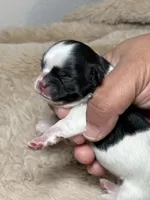 Max , a male Shih Tzu for sale in Phoenix, AZ – Photo 2 of 5