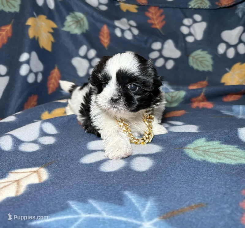 Max  – Shih Tzu puppy for sale in Phoenix, AZ