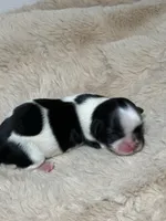 Max , a male Shih Tzu for sale in Phoenix, AZ – Photo 3 of 5