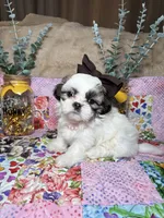 Ivory, a female Shih Tzu for sale in Phoenix, AZ – 3 of 4