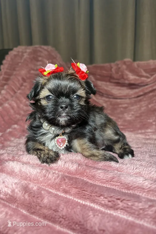Eleanor – Shih Tzu puppy for sale in Phoenix, AZ