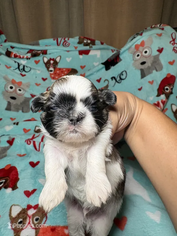 Zeus – Shih Tzu puppy for sale in Phoenix, AZ