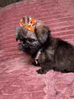 June , a female Shih Tzu for sale in Phoenix, AZ – 4 of 4