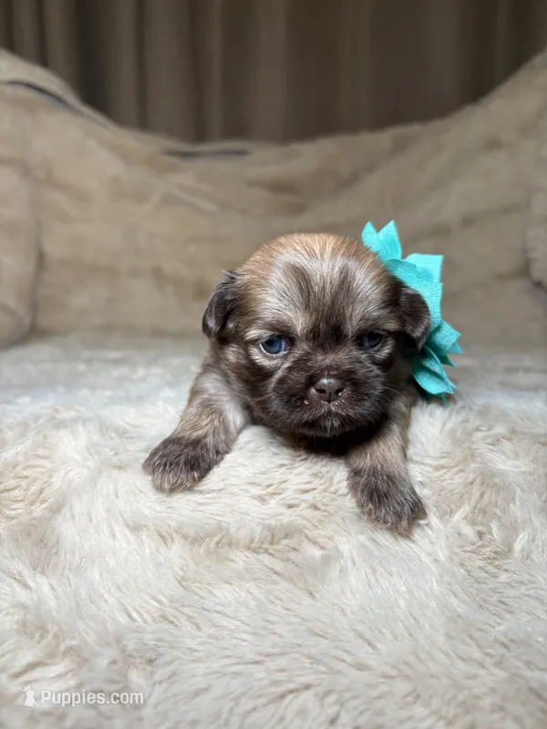 Amelia – Shih Tzu puppy for sale in Phoenix, AZ