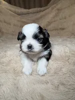 Gizmo , a male Shih Tzu for sale in Phoenix, AZ – 4 of 6