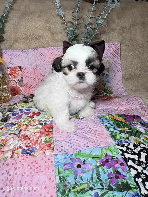 Ivory – Shih Tzu puppy for sale in Phoenix, AZ