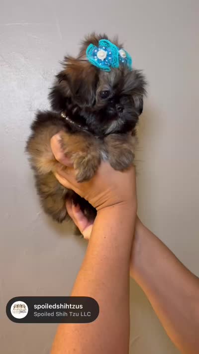 Lady, a female Shih Tzu for sale in Phoenix, AZ – 3 of 4