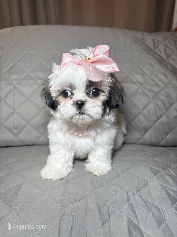 Ivory – Shih Tzu puppy for sale in Phoenix, AZ
