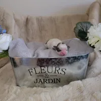 Shih tzu champion bloodline, a female Shih Tzu for sale in Phoenix, AZ – Photo 3 of 6