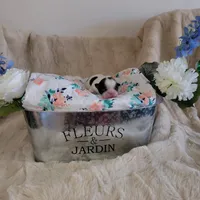 Shih tzu champion bloodline, a female Shih Tzu for sale in Phoenix, AZ – Photo 4 of 6